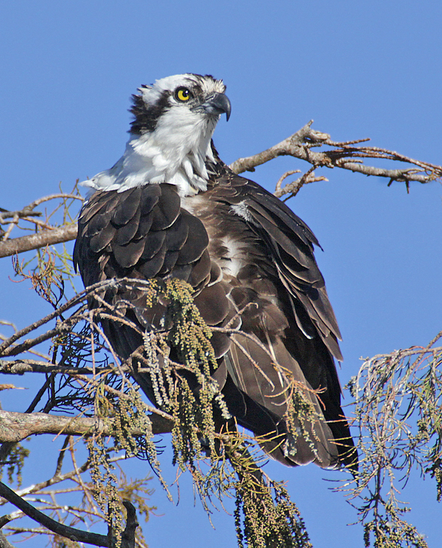 Osprey in Tree 2a   P O'Malley